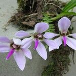 Ancistrochilus rothschildianus Blüte