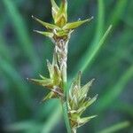 Carex hispida Lorea
