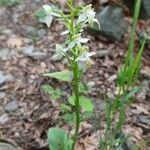 Platanthera chloranthaKukka