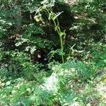 Cirsium erisithales Habit