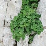 Thalictrum macrocarpum 形態