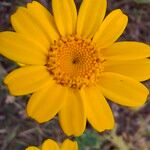 Anacyclus radiatus Õis