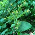 Collinsonia canadensis Hoja