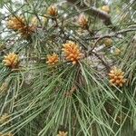 Pinus halepensis ᱡᱚ