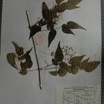 Clematis gouriana 其他