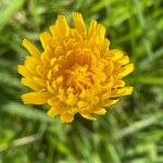 Hypochaeris radicata Blüte
