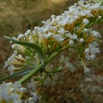 Buddleja albiflora Blüte