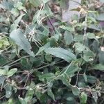 Gibasis geniculata Blad