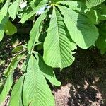 Aesculus carnea Leaf