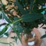 Eucalyptus parvula Hoja