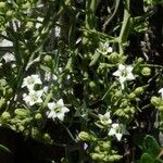 Thesium pyrenaicum Kvet