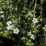 Thesium pyrenaicum Flower