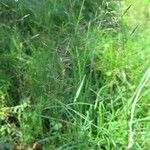 Tridens flavus Plante entière
