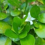 Murraya paniculata 花