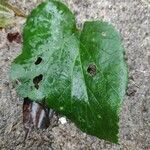 Eriocapitella × hybrida Blad