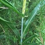 Panicum miliaceum Leaf