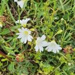 Cerastium arvense Blomst