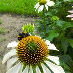 Echinacea purpurea Цвят