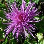 Cirsium acaulon 花