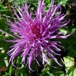 Cirsium acaule Blüte