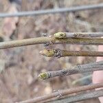 Acer sterculiaceum Flower