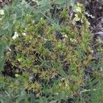 Hypericum perforatum Fruit