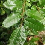 Elaeagnus × submacrophylla Folha