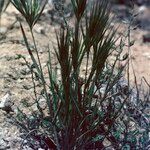 Bromus rubens Leaf