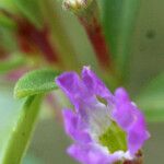 Lythrum tribracteatum Flower