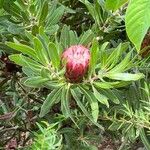 Protea caffra Habit