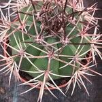 Melocactus matanzanus Blatt