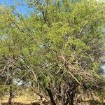 Albizia harveyi Hàbitat