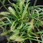 Drosera capensis Blad