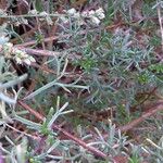 Artemisia campestris Habit