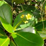 Clusia mangle Flower