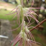 Bulbophyllum cocoinum Blomst