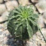 Euphorbia meloformis List