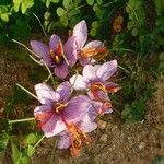 Crocus sativus Fula