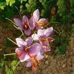 Crocus sativus Flor