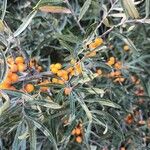 Hippophae rhamnoides Плод