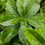 Pachysandra terminalis Leaf