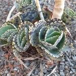 Kalanchoe marmorata Ліст