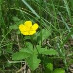 Potentilla gracilis Flower