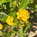 Lantana depressa