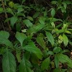 Barleria prionitis Frunză