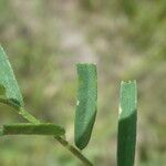 Vicia peregrina Folha