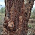 Vachellia xanthophloea Casca