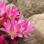 Eriosyce subgibbosa Çiçek