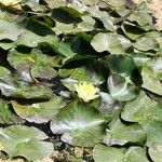 Nymphaea mexicana Habitus