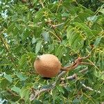 Swietenia mahagoni Плод